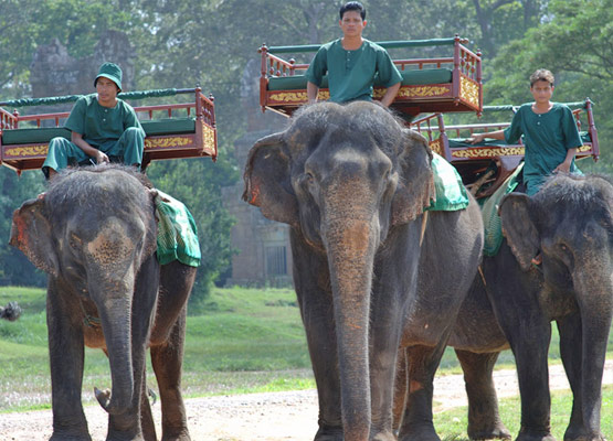 attraction-Elephant Rides Services in Angkor Wat.jpg